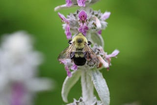 Just Some Critters from Around the World To Help You Celebrate the Ousting of Scott Pruitt