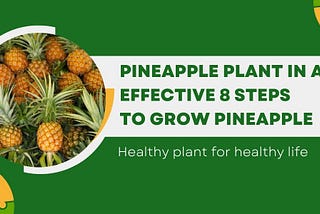 How to Grow a Pineapple Plant in a Pot?