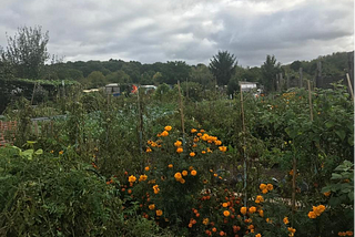 Dans les anciens jardins ouvriers, l’esprit écolo qui s’ignore