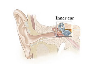 Vestibular System