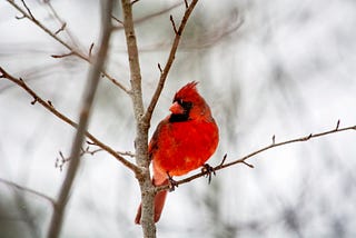 A male cardinal sits on a budding branch