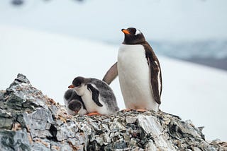 With no Indigenous population to describe it, our perception of Antarctica is rife with curious…