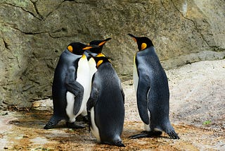 Four king penguins hanging out on a rock