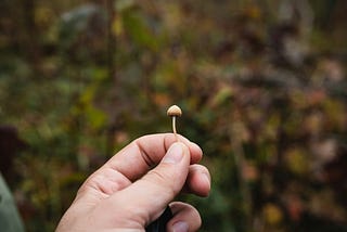 A close-up of a person’s hand holding a tiny psilocybin mushroom with a blurry, woodland background.