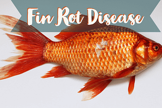 How to Treat Fin Rot in Fish?