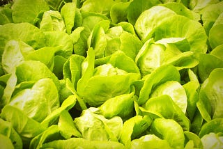 The difference is striking when it comes to yellow lettuce.