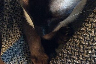 of a cat lying neither here nor there . . .
