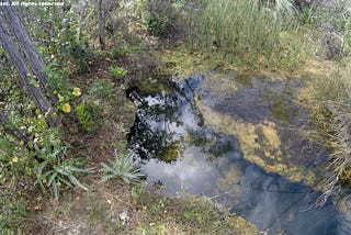 A Solution Hole In The Pine Rocklands of Everglades National Park