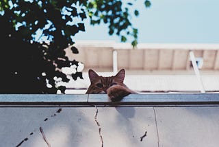 Cat climbing wall