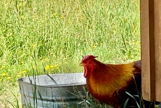 A multi-colored rooster peeks around the corner of a brown wooden wall, with green grass and a metal basin behind him
