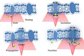 Action Potentials are all in one: The false dichotomy of electrical vs mechanical