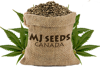 MJ Seeds Canada Promo Codes 2021 (New $)