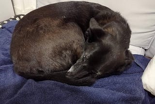 black dog curled up in a circle