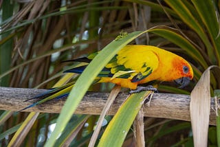 Lifespan Of A Sun Conure