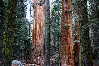 A Look at RedwoodJS