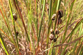 Save the Grassland, Save the World