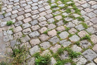 A light gray cobblestone street. Between the seams of the cobblestones, green weeds and grass have sprouted, forming a path from the center top of the photograph to the bottom left-hand corner, where the weeds are flourshing.