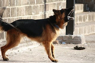 Watchdog — Not Watched Dog