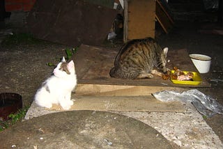 кошки и снег