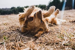 Does Your Dog Ignore You Off Lead?
