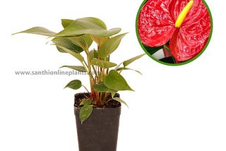 Anthurium Red Dragon