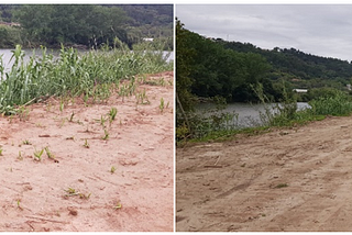 Impacte Ambiental Junto à Quinta da Portela, Margem Direita do Rio Mondego (Parte II)