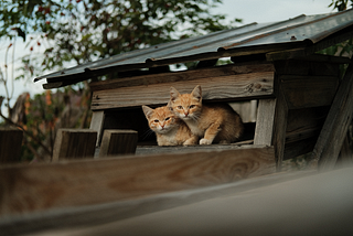 The Dark Side of Animal Shelter