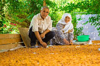 Harvesting Sweet Success