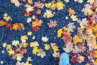 🍂 Embracing Change: Lessons from Falling Leaves for Software World 💻