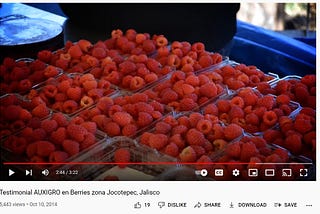 Were those beautiful raspberries fertilized with MSG?