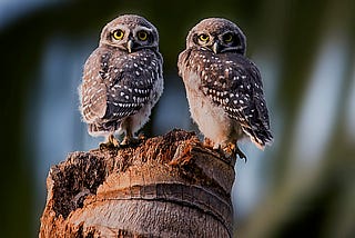 புள்ளி ஆந்தை Spotted Owlet (Athene brama)