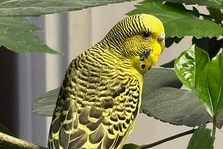 A green parakeet is sitting on a branch of a hibiscus bush.