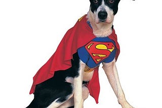 Super cute Halloween costumes for dogs