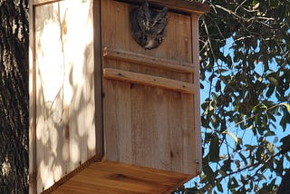 Our owl box has owls!