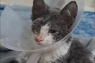 Bedraggled white and grey kitten wearing a cuff around his neck.