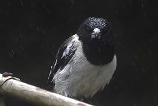 Pied Butcherbird — a black and white bird with a grey hooked beak and a piercing stare — looking down the camera lens. It’s raining heavily and the bird’s head is shiny with rain.