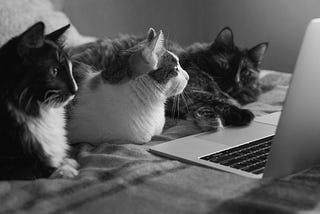 20 Essential Reads for Animal Lovers and Anyone Working in the Pet Care Space