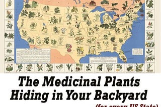 The Medicinal Plants Hiding in Your Backyard