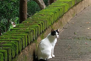 A tuxedo cat in an open space, trees are on the back