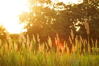 From Sunshine to Heatwaves