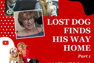 It Takes a Village to Find a Lost Dog