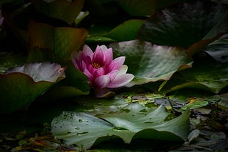 A pink lotus flower sits amid a background of dark leaves.