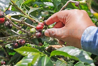 Productores deben poder vender su propio café