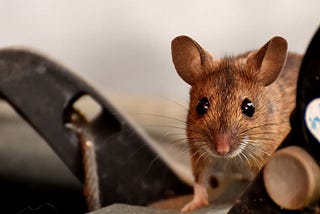 The Mouse-Go Rule for Academic Writing