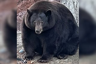 Hank the Tank, the 500lb Black Bear, Issues a Sort of Apology About His Recent Behavior