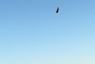 Turkey vulture soaring through sky, wings outspread, above mountain range and soft sun