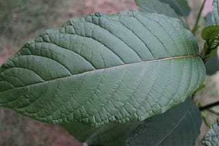 An Open Letter to the Government About Kratom