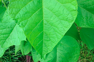 Wings and Roots: The Wonder of the Kanoa Tree