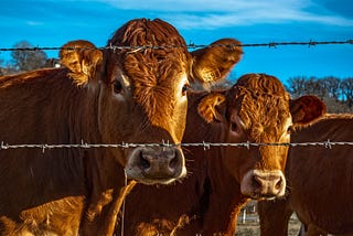 Two brown cows with ear tags standing behind barbed wire on a farm