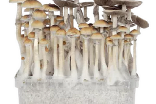 Exploring the World of Magic Mushroom Growing Kit: Cultivating Enchantment at Home